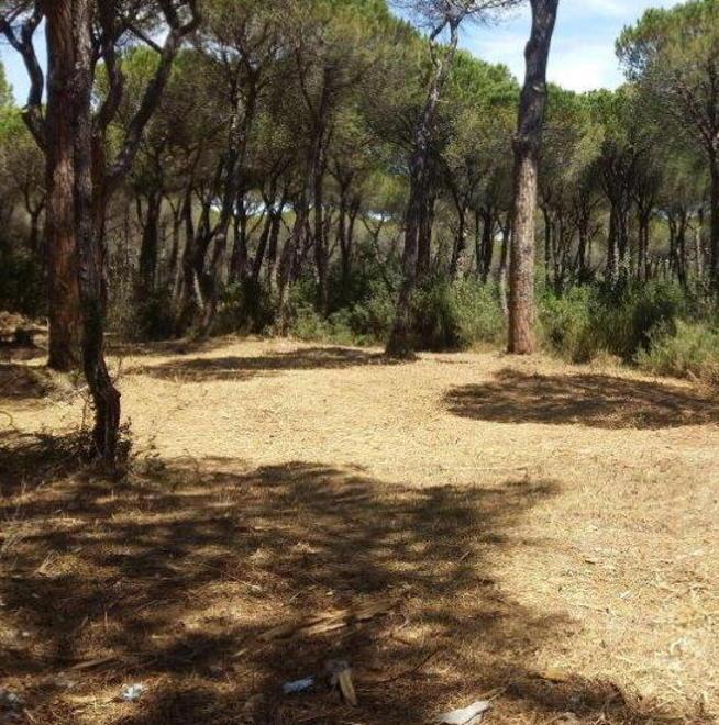 Nasce un parco didattico con piante e animali nella pineta del Tombolo