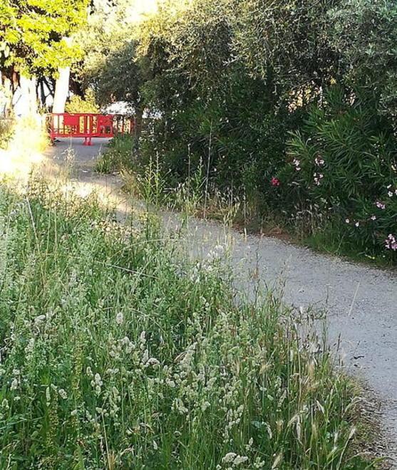 Erba alta sulla ciclabile «Così è vergognoso»