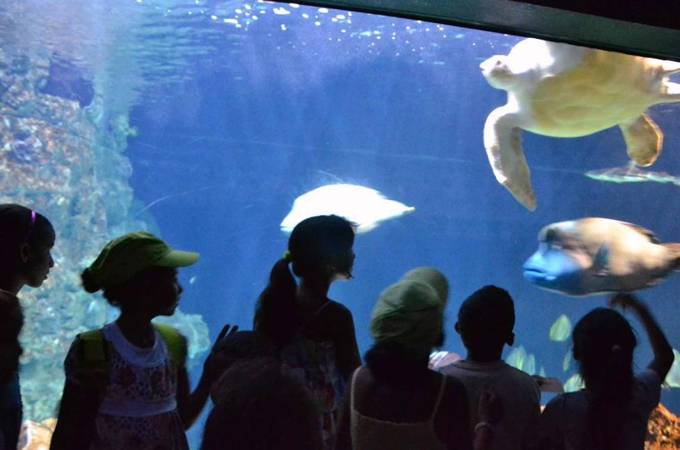 Riapre l’acquario dopo quasi tre mesi 