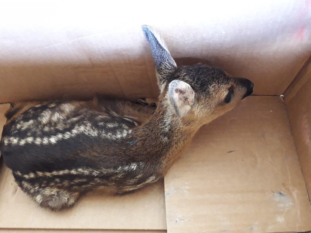 Il cucciolo di capriolo recuperato dai Carabinieri forestali