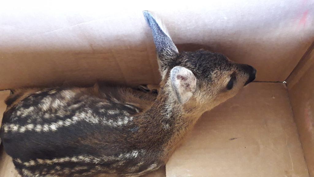 Il cucciolo di capriolo recuperato dai Carabinieri forestali