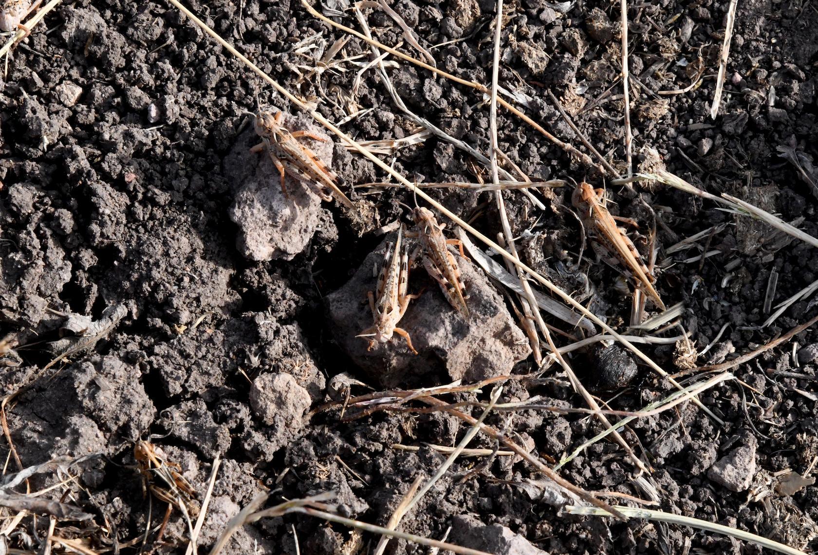 Invasione delle cavallette, Coldiretti: "Nella provincia di Nuoro è una catastrofe biologica"