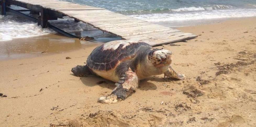 Spiagge monitorate in attesa del ritorno delle tartarughe 