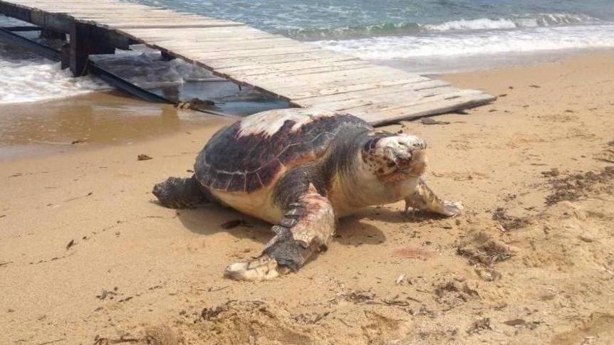 Spiagge monitorate in attesa del ritorno delle tartarughe
