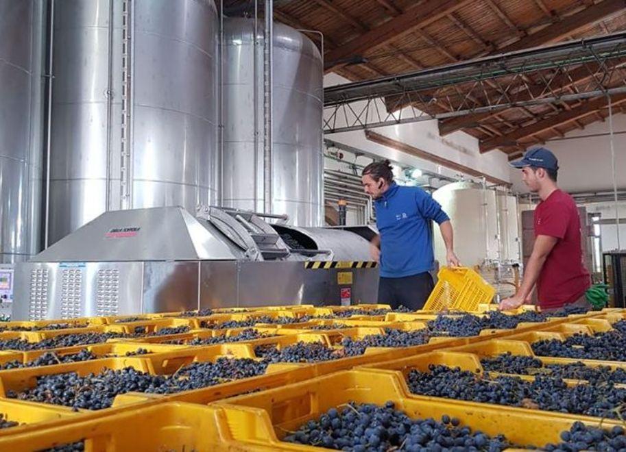 La “fiera virtuale” di Cantina Settecani