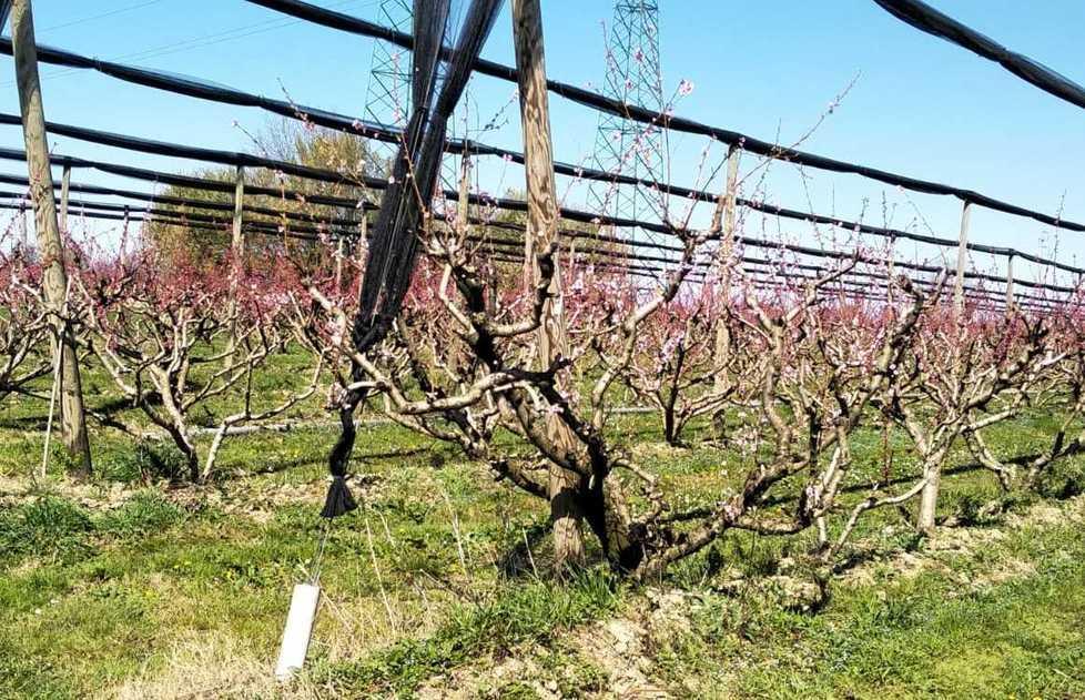 Ministero e Regione uniti per salvare le pesche 