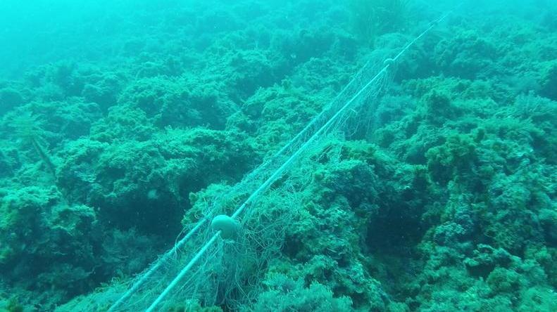 Rimosse le reti fantasma il mare respira di nuovo Calafuria torna “libera” e la natura ringrazia