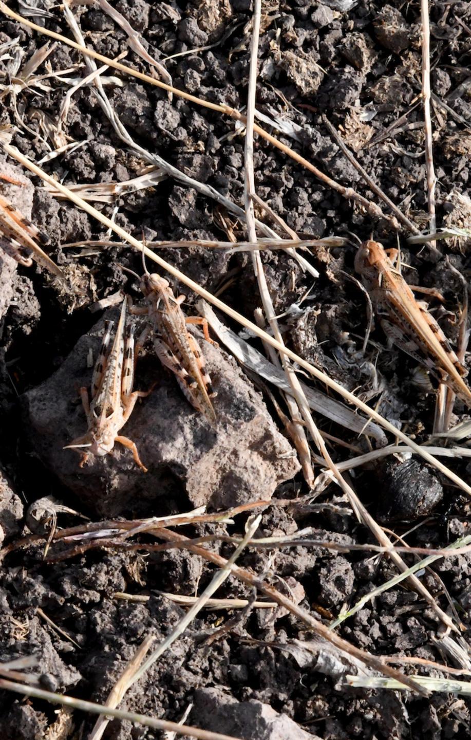Cavallette, chiesto stato d’emergenza 