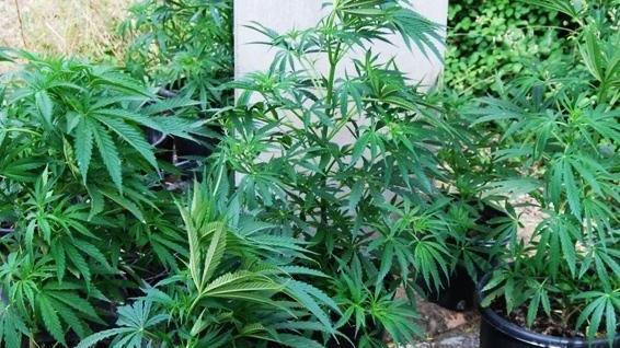 In terrazzo 26 piante di marijuana la messa alla prova annulla il reato