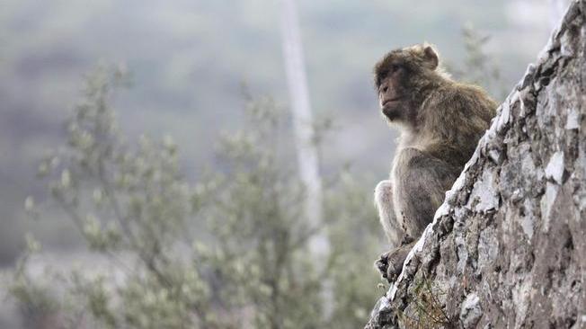 Coronavirus:Gibilterra,scimmie a rischio