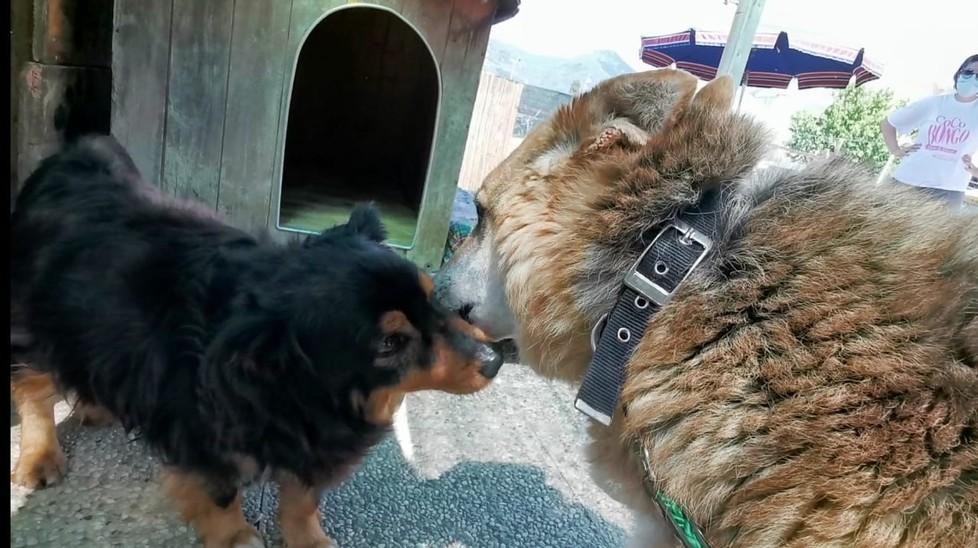 Dopo anni insieme nel canile due cani separati rischiano di morire di tristezza 