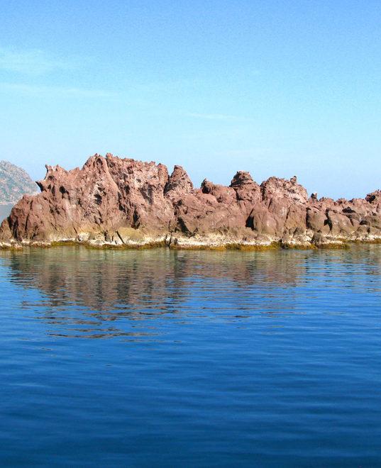 «La foca monaca è a Capraia» Ma l’avvistamento è un “rebus” 