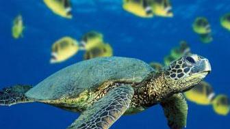 Una rara tartaruga verde recuperata nel Golfo di Oristano