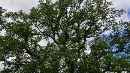 Musica techno in diretta mondiale sotto l’antica quercia dell’Ornellaia
