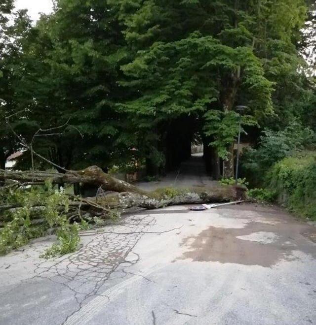 Albero si abbatte nei pressi dell’ospedale