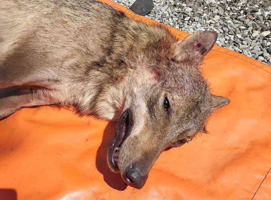 È morto investito il maschio solitario che girava per Roncolo