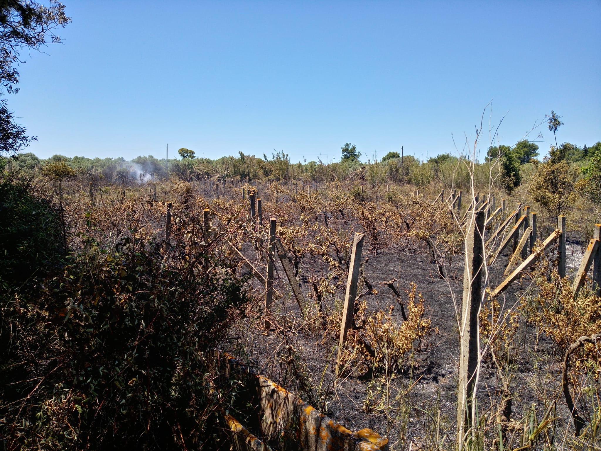 La zona dove si è sviluppato l'incendio fra Cabras e Zeddiani (foto francesco pinna)