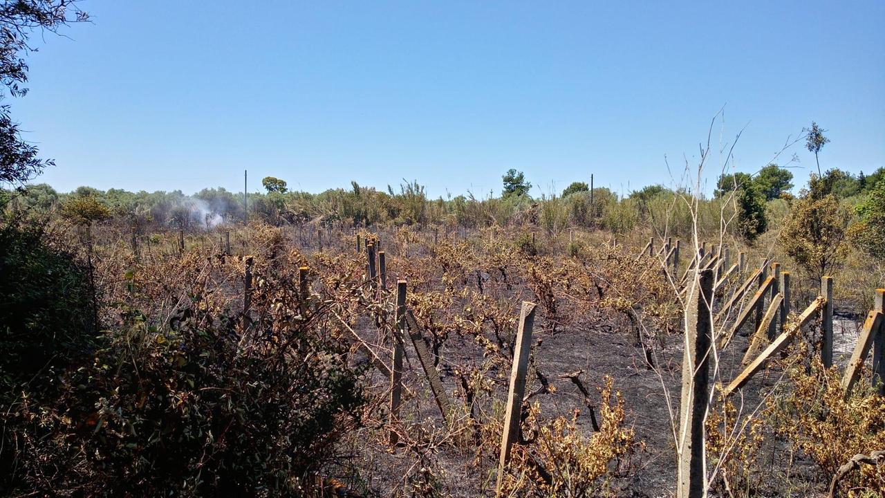 La zona dove si è sviluppato l'incendio fra Cabras e Zeddiani (foto francesco pinna)