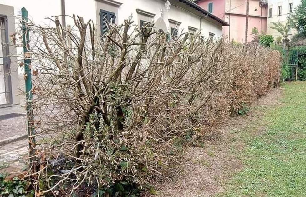 Vandali scatenati distruggono la siepe con piante centenarie 