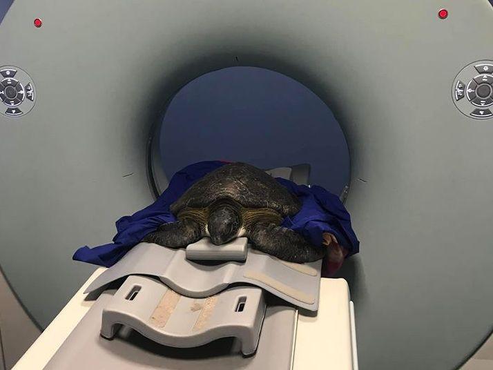 Salvata una tartaruga verde impigliata nelle reti da pesca