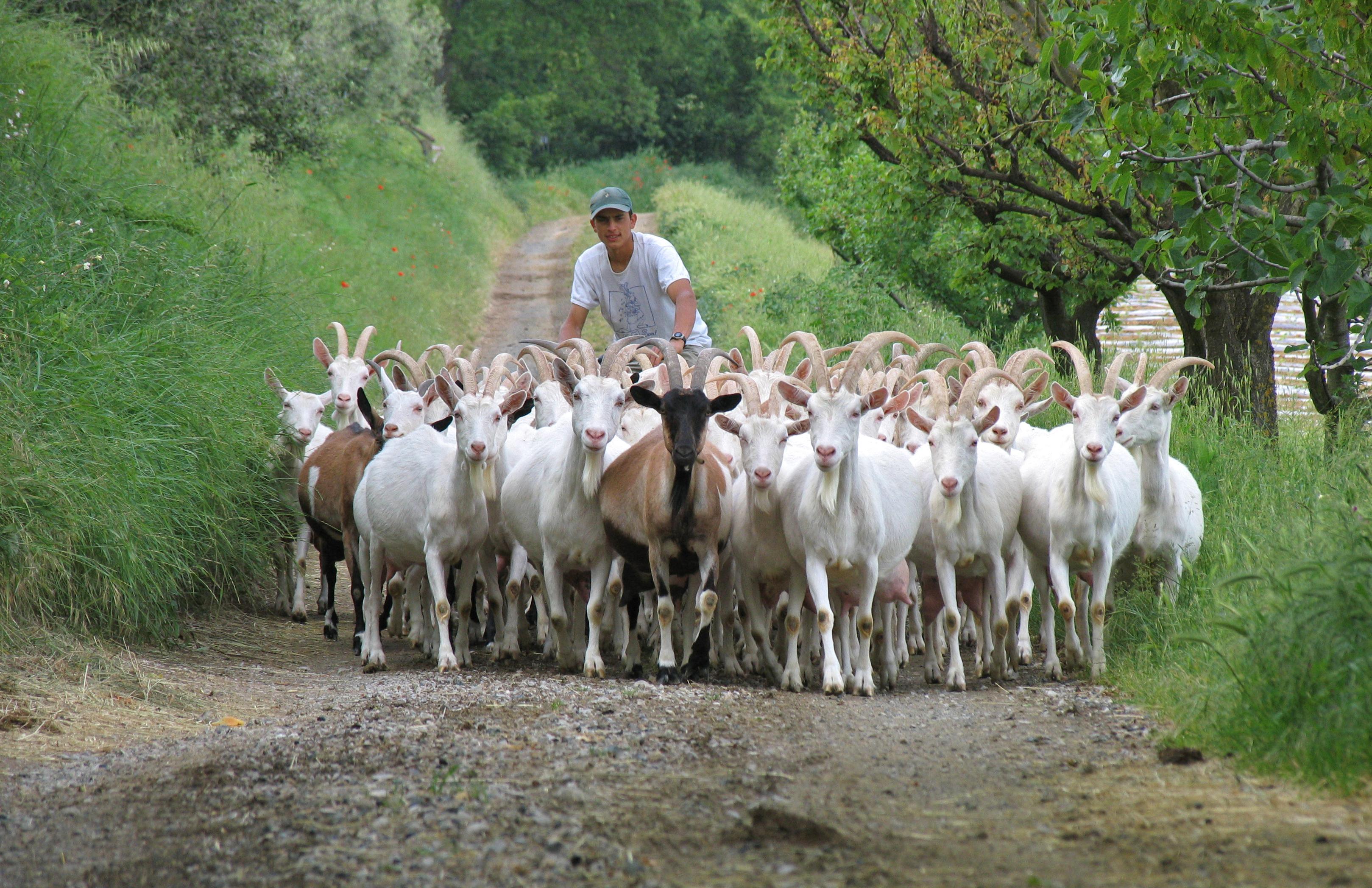 Un gregge di capre in una strada all’interno dell’azienda agricola Poggio di Camporbiano