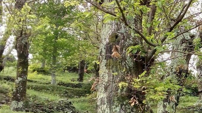 L’Acli di Antona lancia la lotta all’insetto mangia castagni