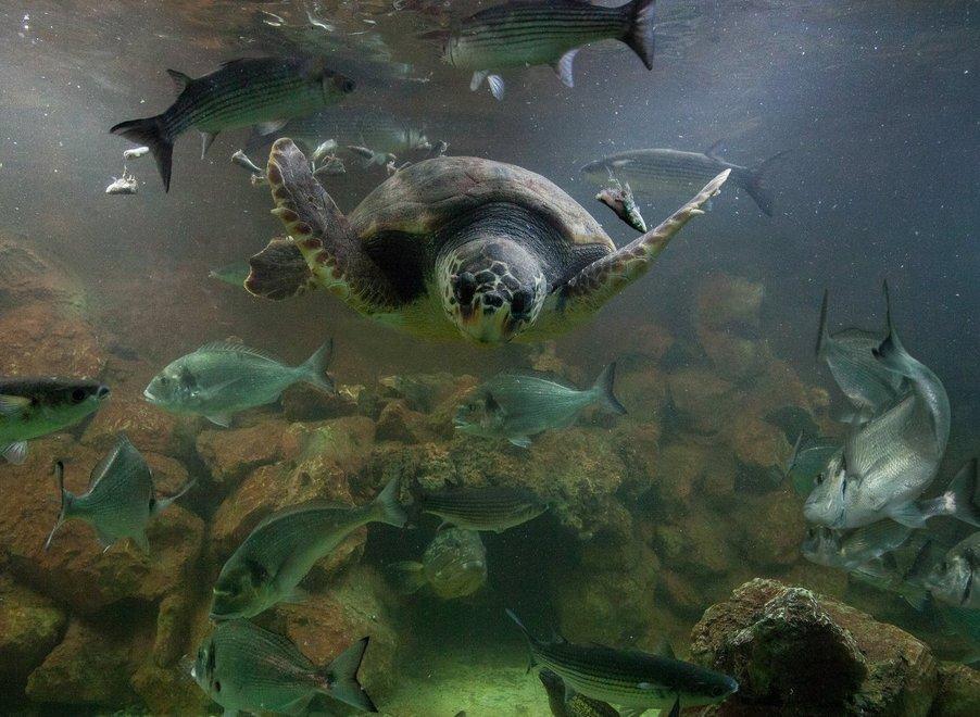L’Acquario dell’Elba non aprirà i battenti «Ci vediamo nel 2021»