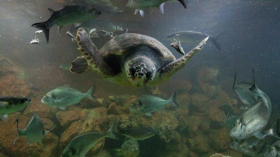 L’Acquario dell’Elba non aprirà i battenti «Ci vediamo nel 2021»