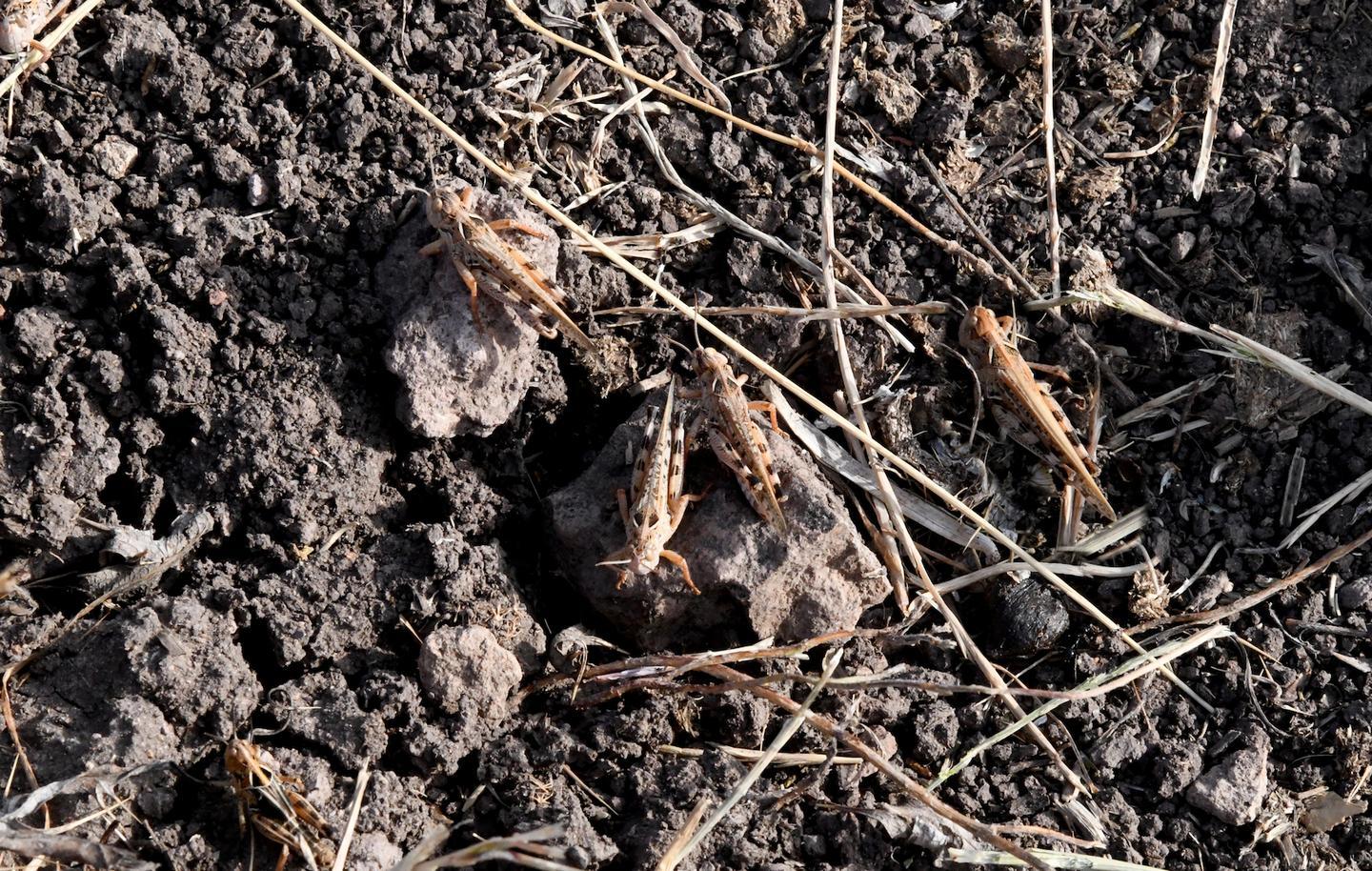 Cavallette, allarme anche a Sedilo 