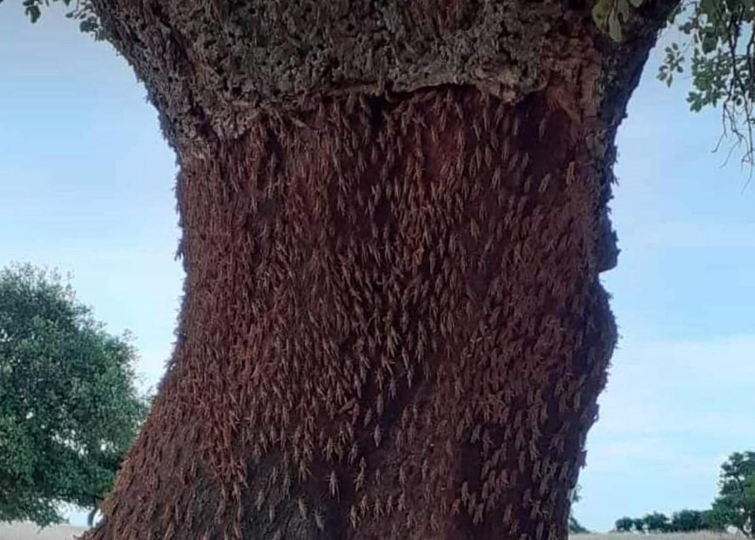 Le cavallette all’assalto del Goceano 