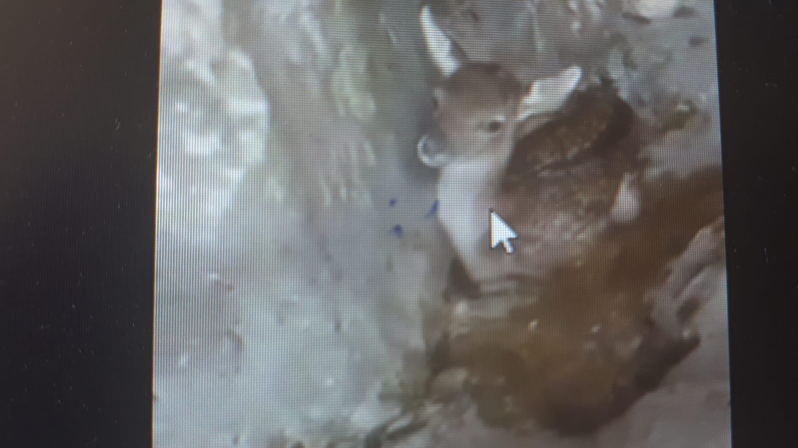 Alghero, cucciolo di daino ferito in un anfratto roccioso: lo salva il campione di surf Marco Bonga Pistidda