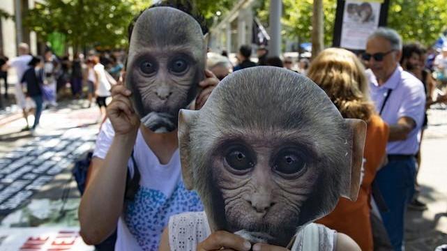 Macachi, via libera alla sperimentazione: il neuroscienziato Bonini riceve minacce