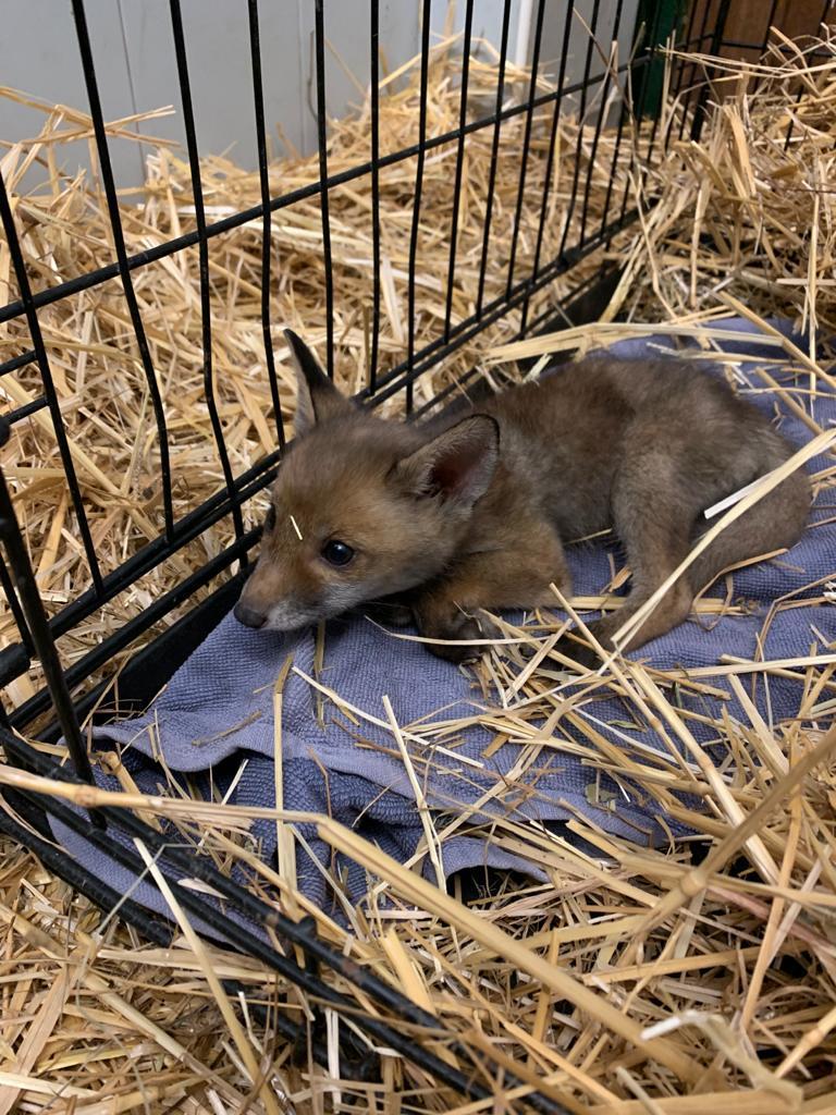 Cucciolo di volpe ferito vicino alla Fi-Pi-Li, salvato dalla polizia locale - Foto