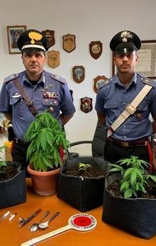 Coltiva marijuana in casa, denunciato dai carabinieri