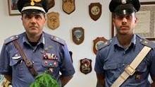 Coltiva marijuana in casa, denunciato dai carabinieri