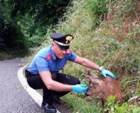 Carabinieri salvano capriolo ferito