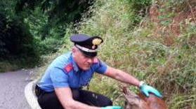 Carabinieri salvano capriolo ferito
