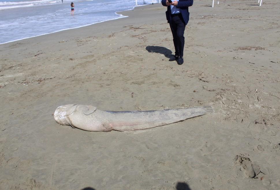 Pesce siluro di quasi due metri sulla spiaggia di Marina