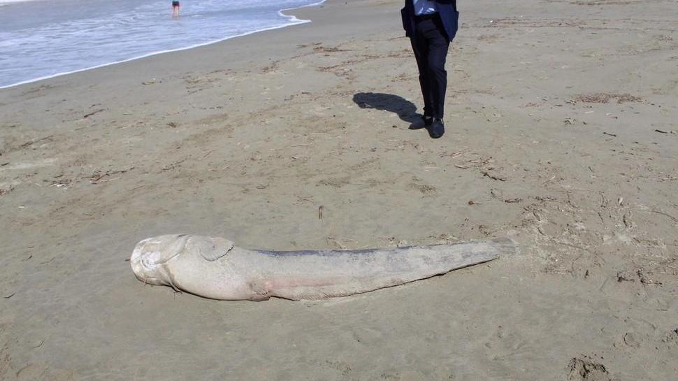Pesce siluro di quasi due metri sulla spiaggia di Marina