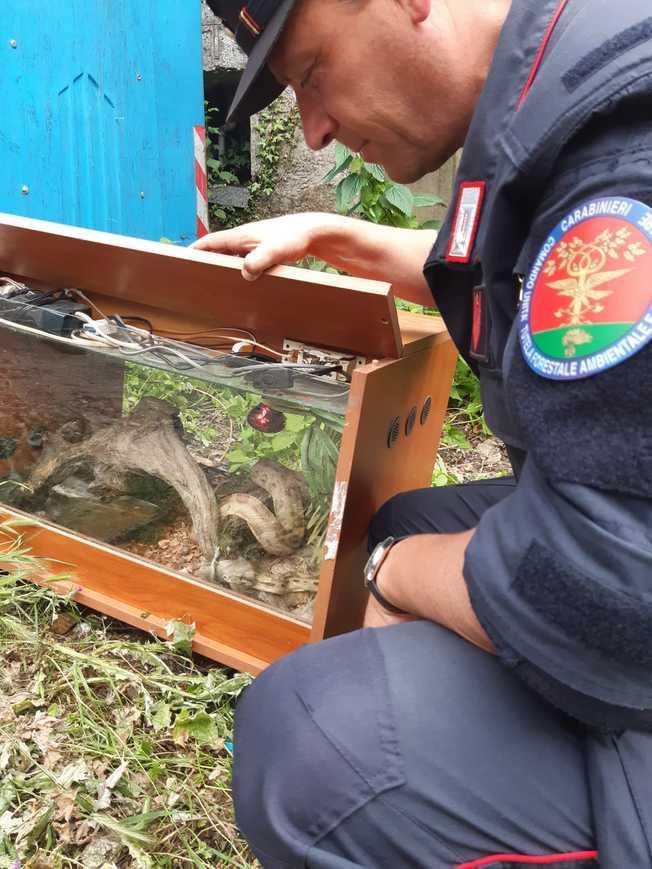 Serpente Boa Abbandonato A Pistoia La Nuova Sardegna