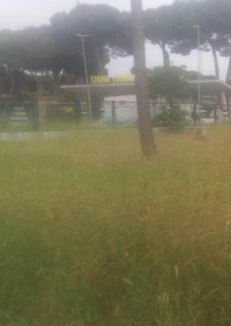 Erba troppo alta intorno allo stadio dei Pini