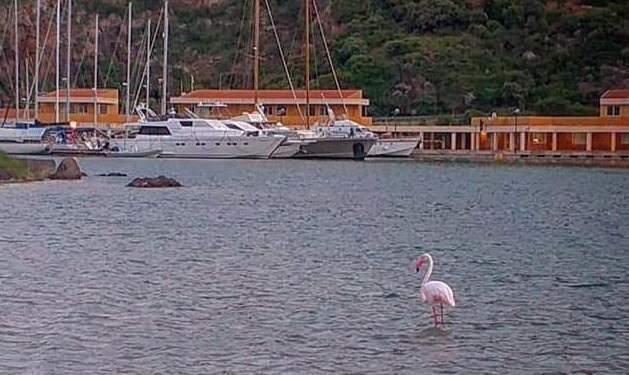 Nel porto turistico di Frigiano fa capolino un fenicottero rosa