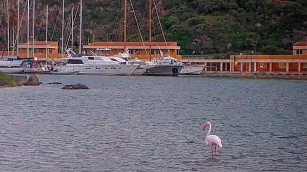 Nel porto turistico di Frigiano fa capolino un fenicottero rosa
