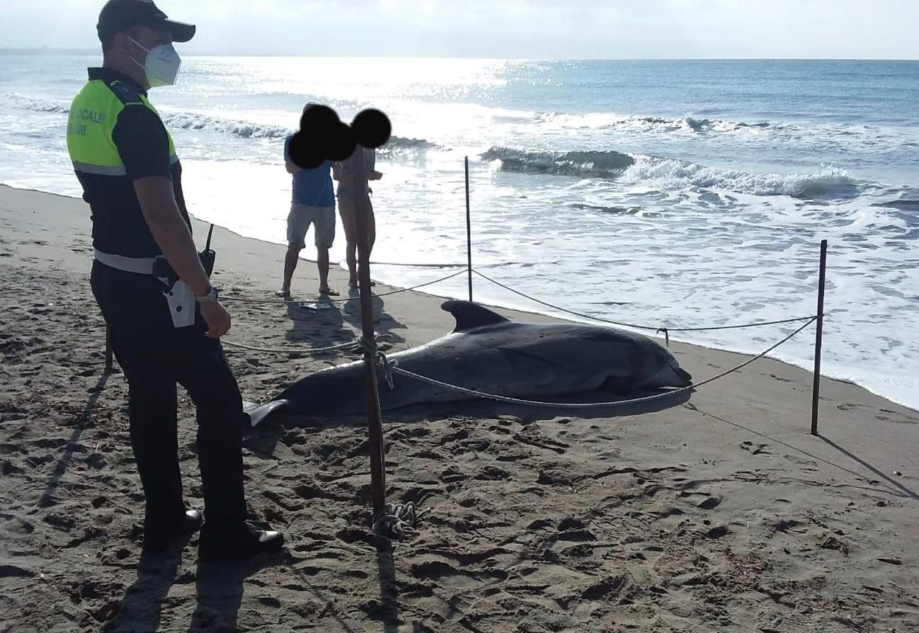 Cagliari, un delfino trovato morto nella spaggia del Poetto