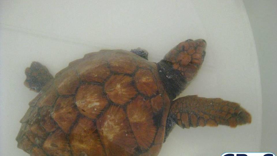 Una tartaruga Caretta Caretta nel centro di recupero del Sinis, immagine di repertorio