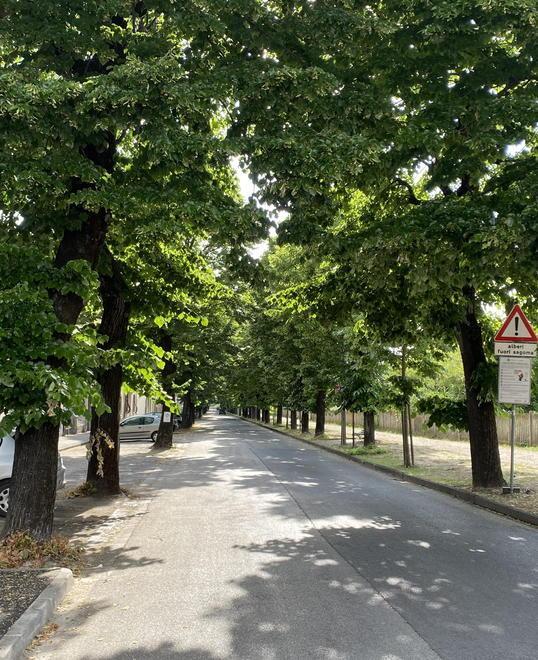 «Alberi malati o morti ma li sostituiremo» 