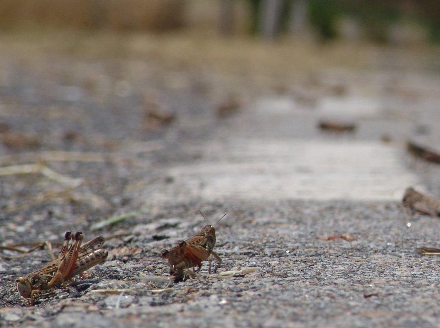 Cavallette, Silanus chiede lo stato di emergenza 