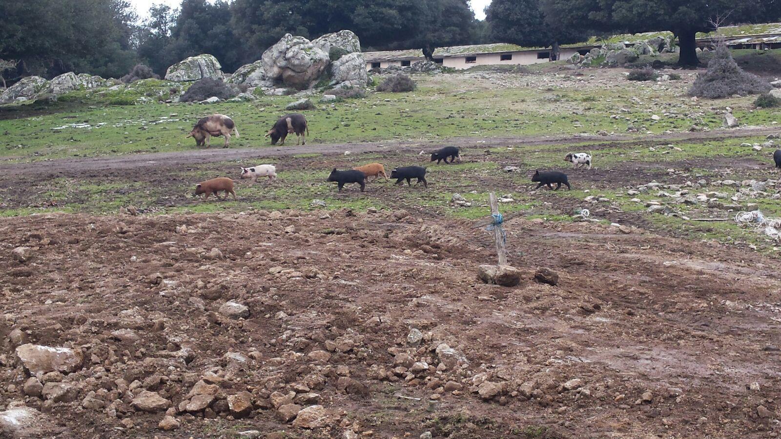 Maiali al pascolo brado, immagine di repertorio