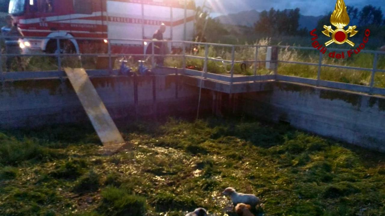 Perfugas, cani finiscono nella vasca del depuratore: salvati dai vigili del fuoco