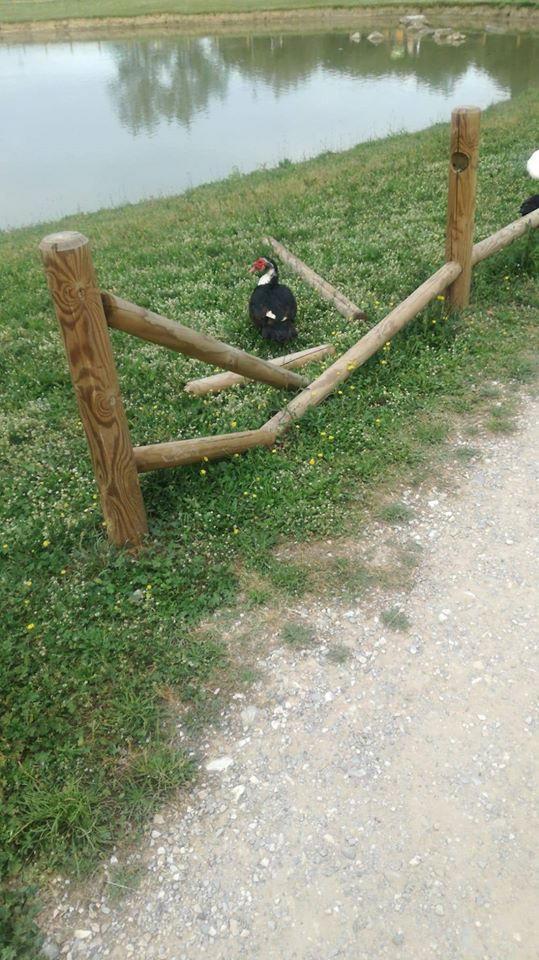 Una staccionata divelta nel parco di Serravalle